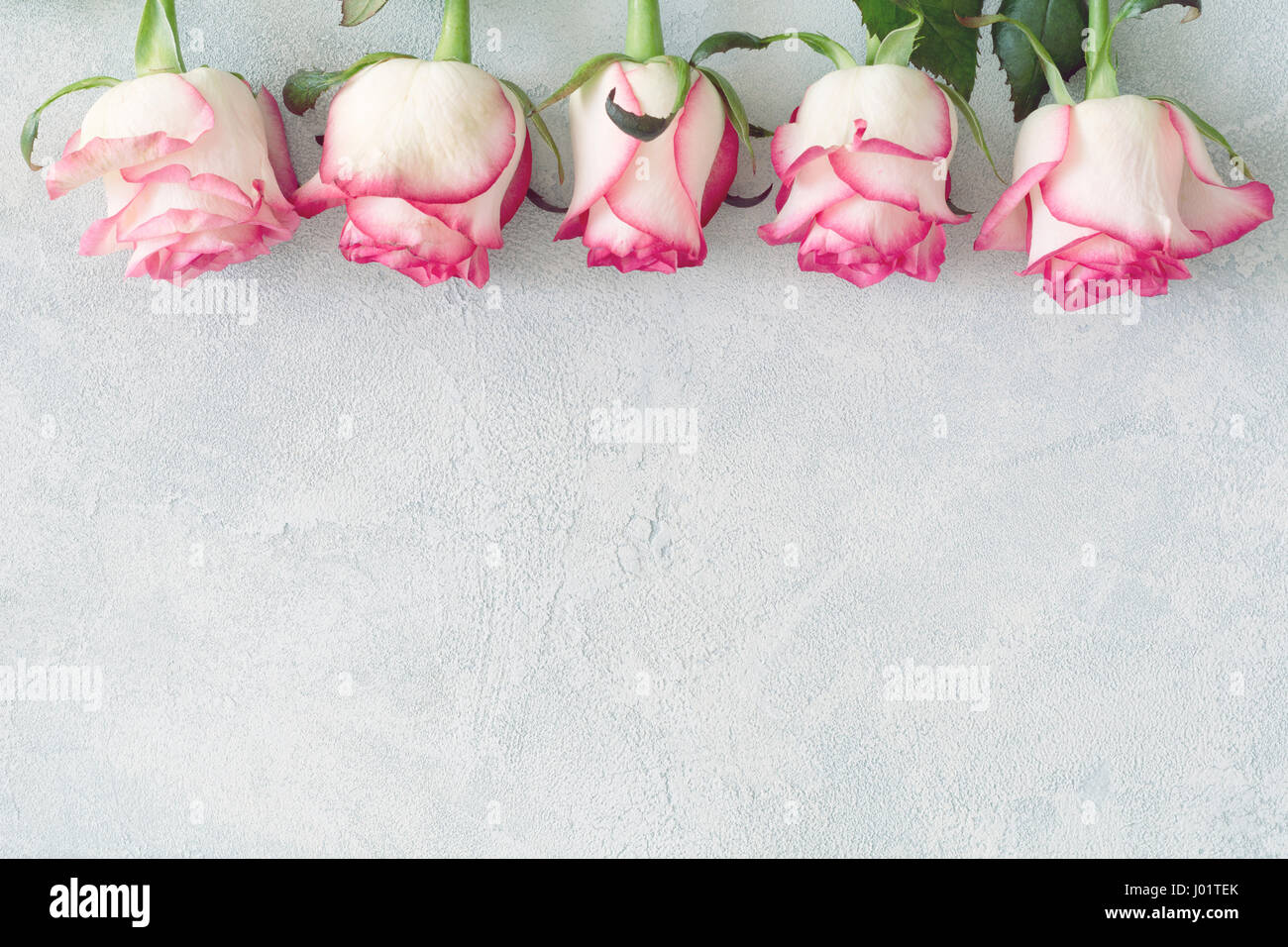Rosa und weiße Rosen auf konkrete Hintergrund mit textfreiraum für Text. Floral-Karte, floraler Hintergrund entwerfen mock zum Frauentag, Muttertag Stockfoto