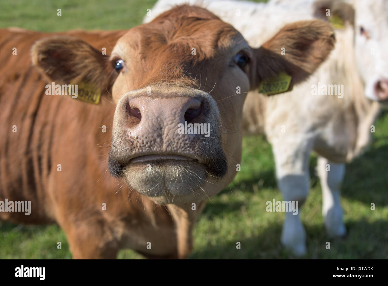 Lustige Kuh-Bild Stockfoto