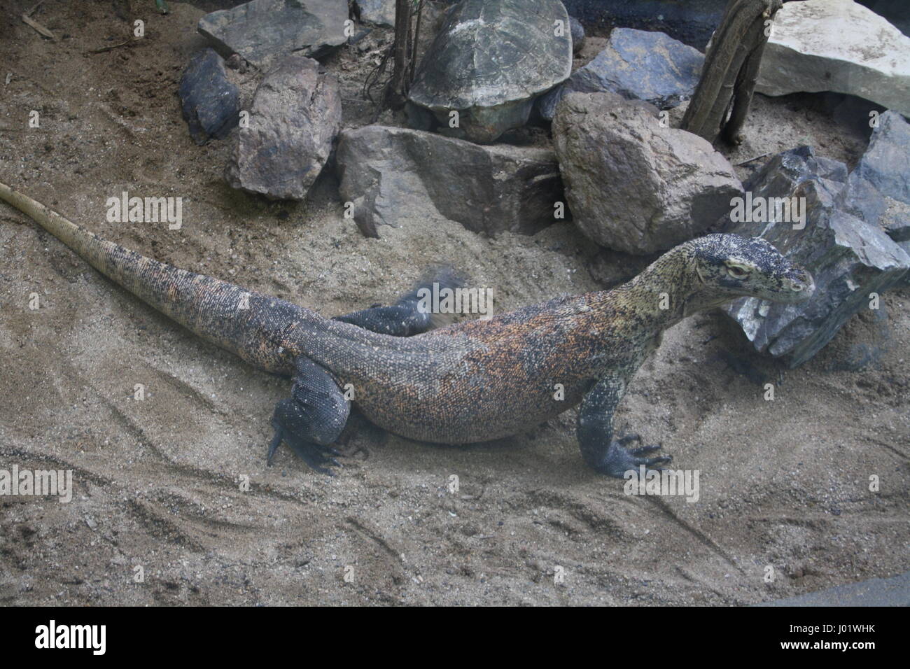 Komodo-Waran (Varanus Komodoensis), Prager zoo Stockfoto