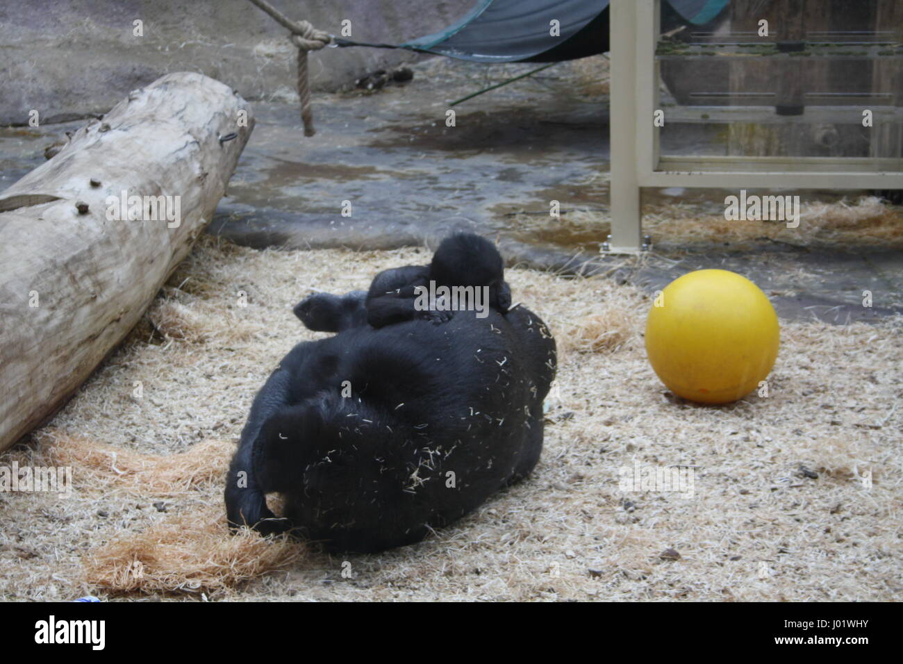 Flachlandgorilla und Baby, Zoo Prag, Tschechische Republik Stockfoto