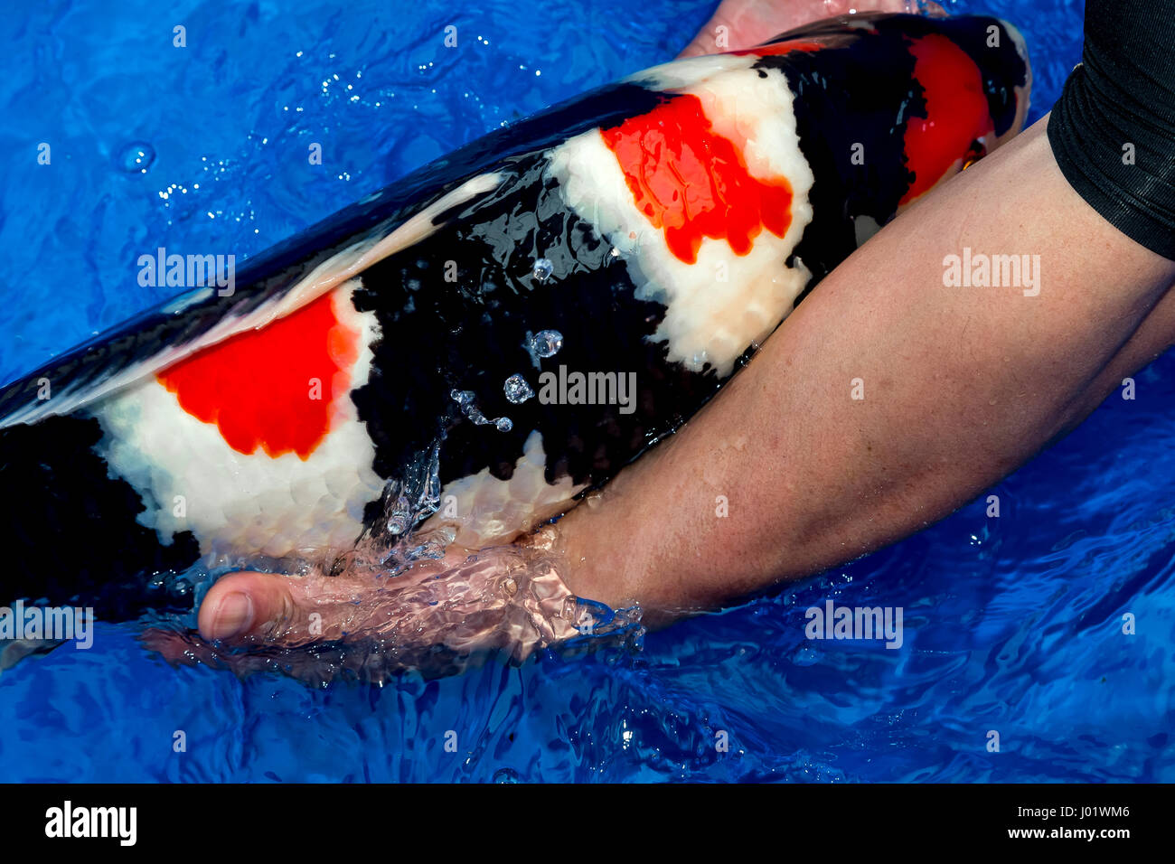 Japanische Nishikigoi Züchter mit Koi-Karpfen aus dem Wasser Stockfoto
