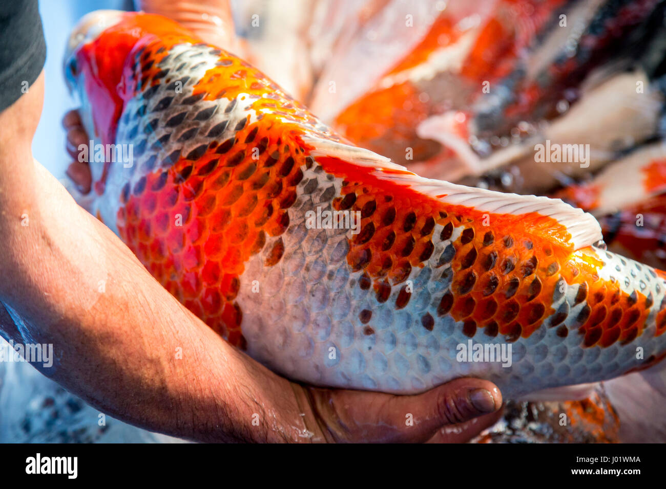 Japanische Nishikigoi Züchter mit Koi-Karpfen aus dem Wasser Stockfoto