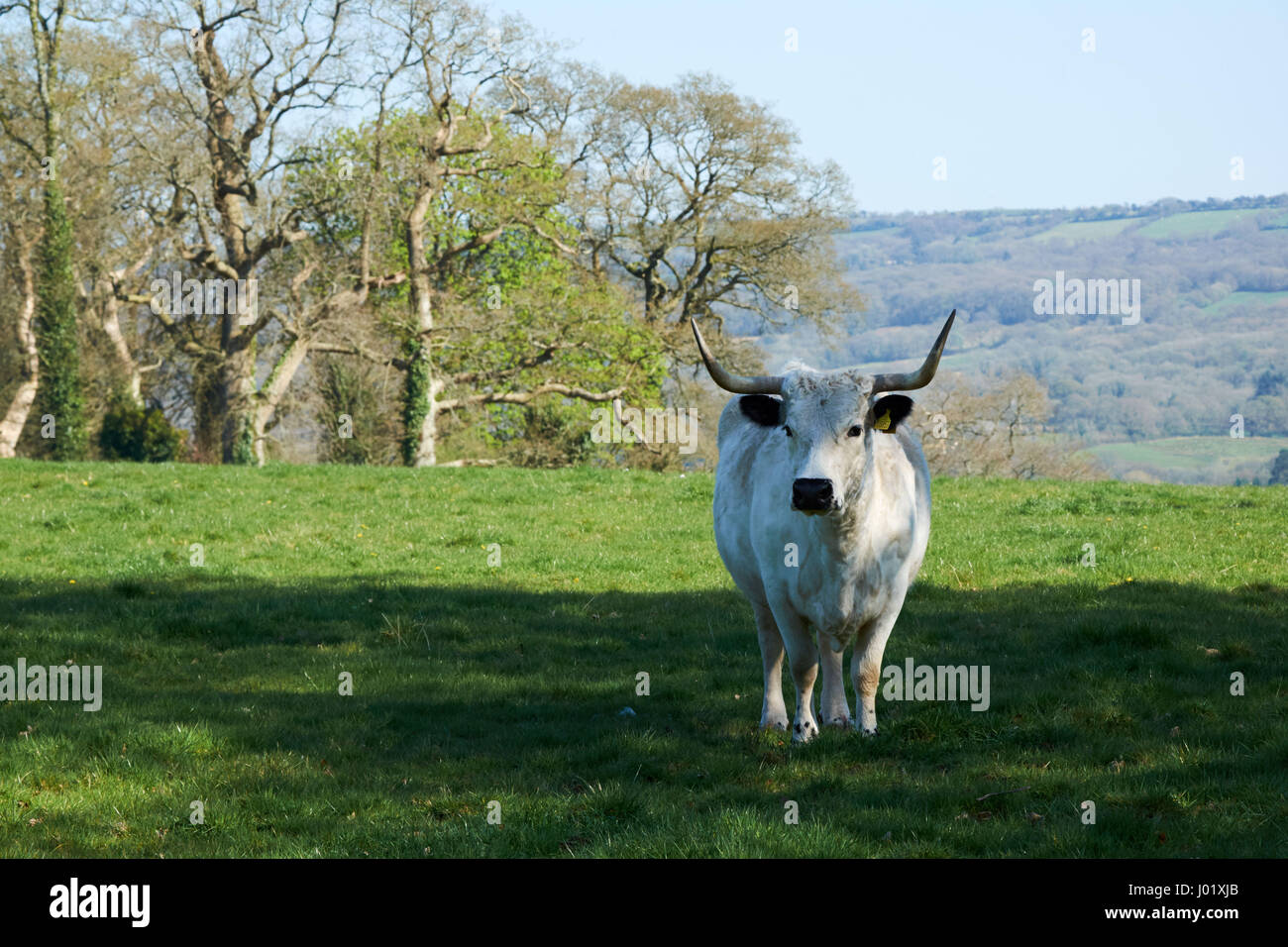 Asiatische Rinderrasse Stockfotos und -bilder Kaufen - Alamy