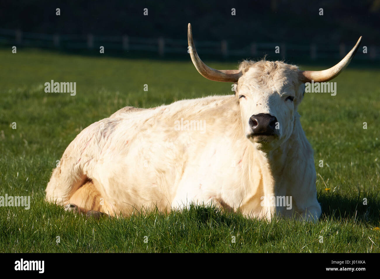 Asiatische rinderrasse -Fotos und -Bildmaterial in hoher Auflösung – Alamy