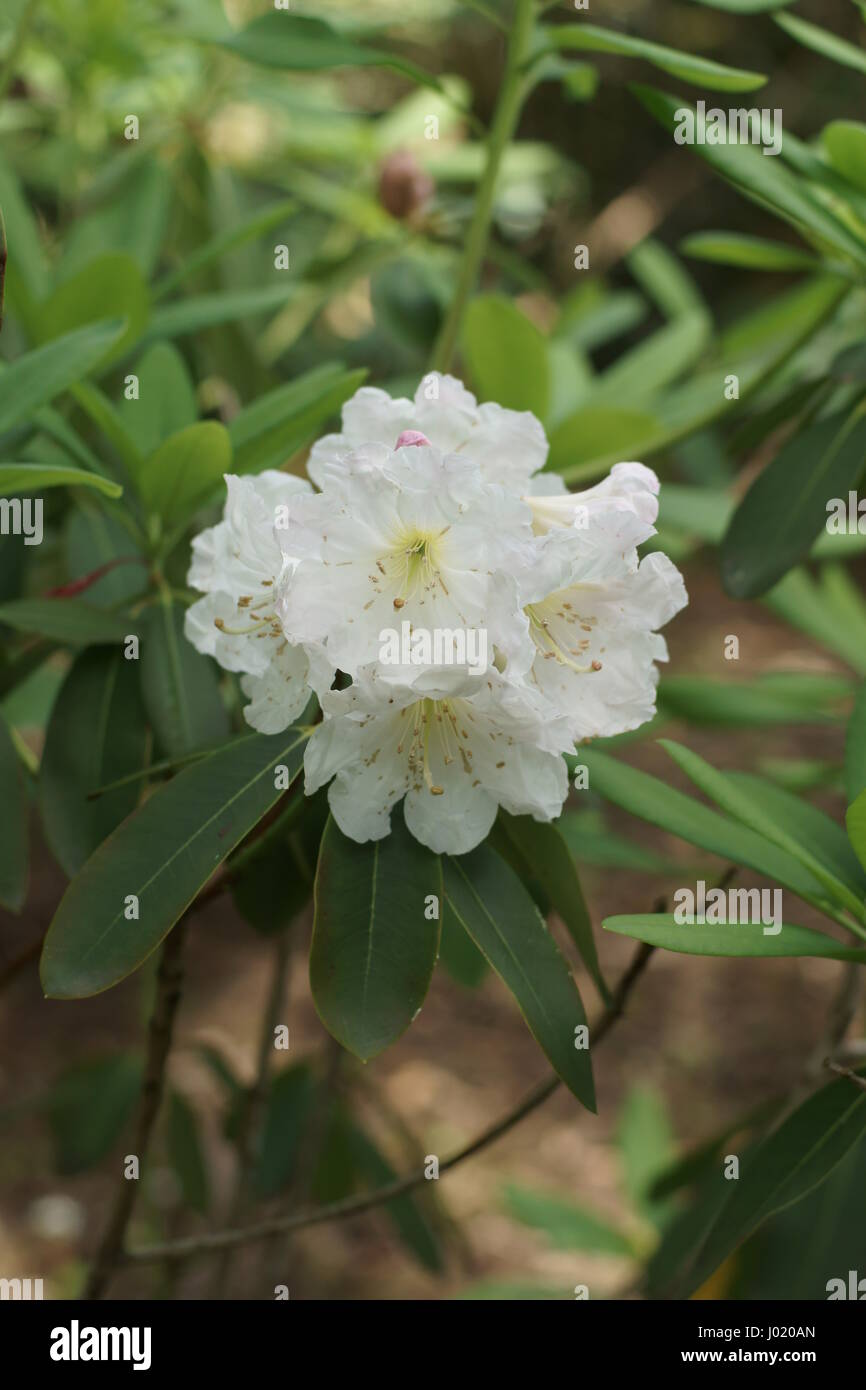 Rhododendron Anstand Stockfoto