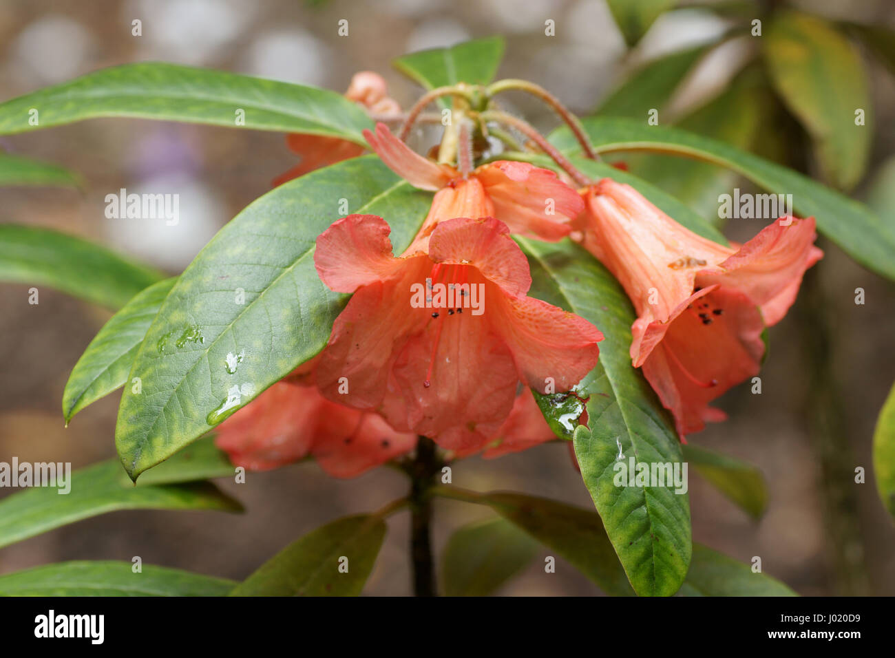 Rhododendron "Fabia" Stockfoto