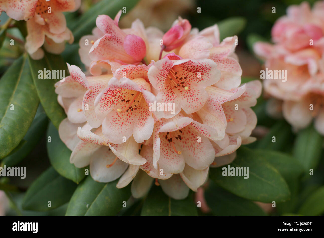 Rhododendron "Firelight" Stockfoto