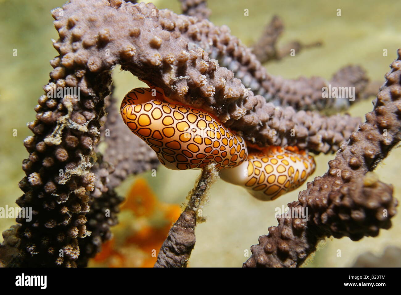 Unterwasser Meerestiere, Flamingo Zunge Meeresschnecke, Cyphoma Gibbosum am Meer Plume Gorgonien Korallen, Karibik Stockfoto