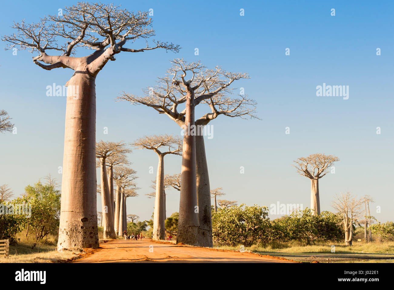 Avenue des Baobabs im Abendlicht (Madagaskar) Stockfoto