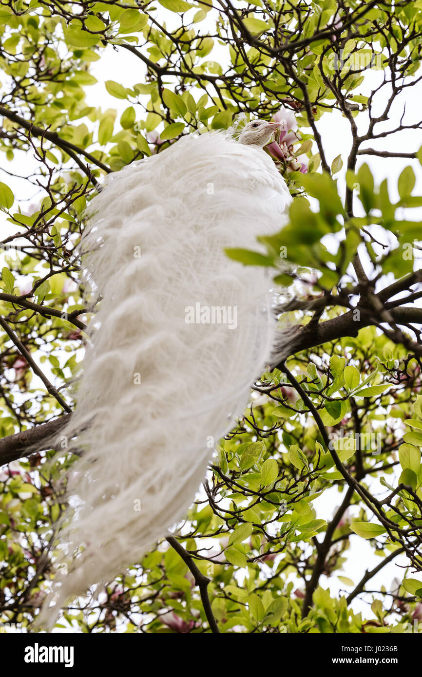 Weißer Pfau in einem Baum, seine Federn sah aus wie die Flügel eines Engels Stockfoto