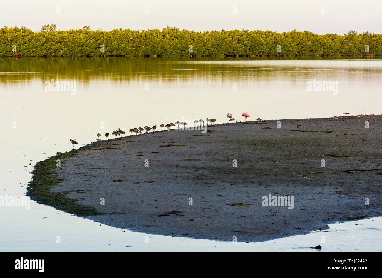 Florida, Sanibel Island, j.n. "Ding" Darling National Wildlife Refuge, Watvögel Stockfoto