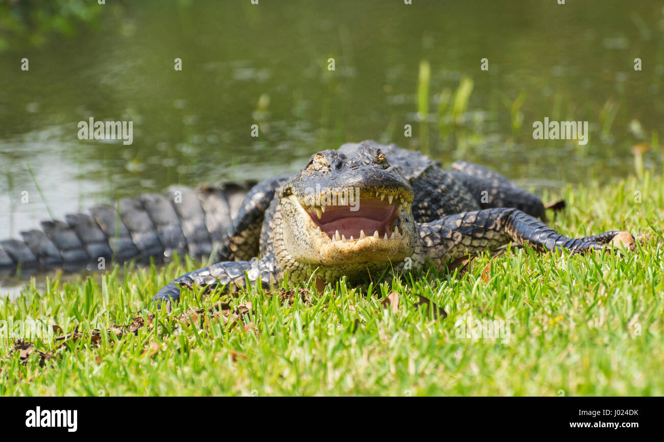 Louisiana, Avery Island, Jungle Gardens, amerikanischer Alligator (Alligator Mississippiensis) Stockfoto