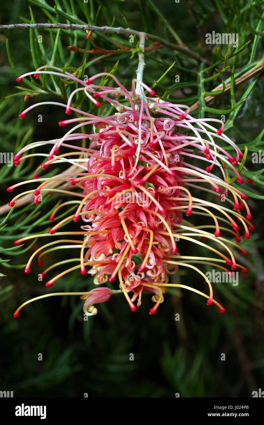 GREVILLEA MOLONGLO in voller Blüte Stockfoto