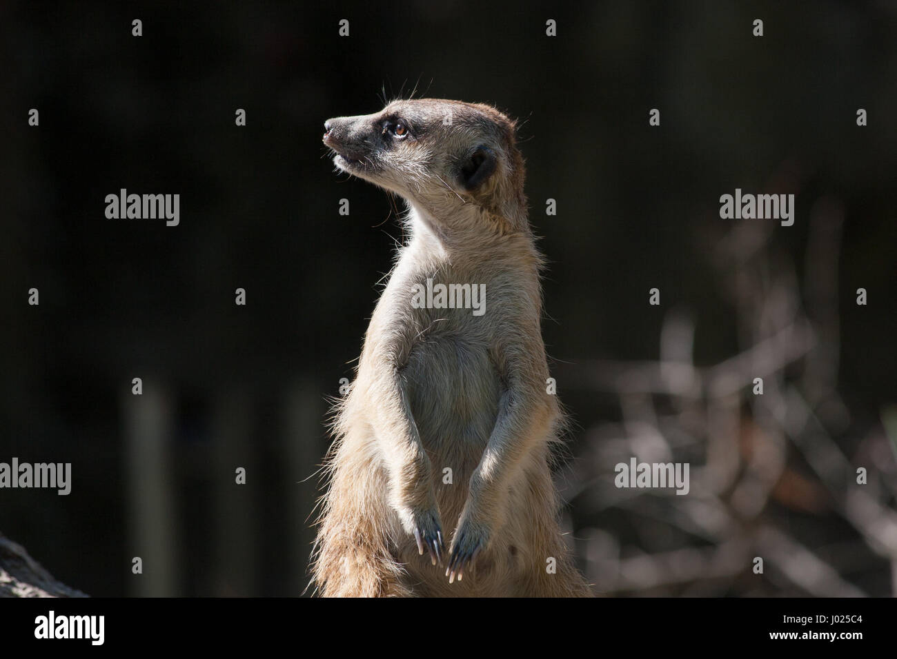 Erstaunliche Erdmännchen Porträt. Erdmännchen sucht auf der linken Seite, im Fokus. Schwarz und der Hintergrund jedoch unscharf. Aus nächster Nähe erschossen. Schönes Bild des Tieres. Stockfoto