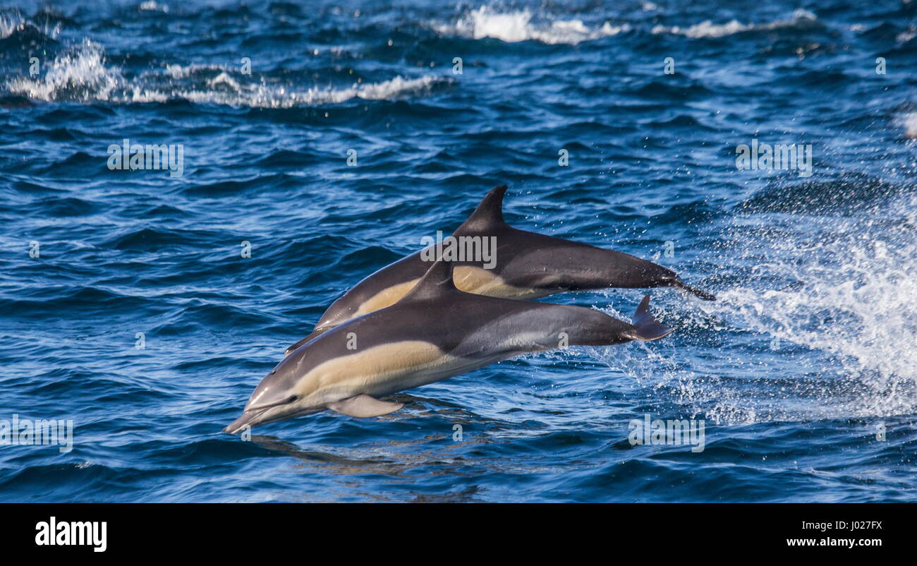 Delfine springen mit hoher Geschwindigkeit aus dem Wasser. Südafrika. Stockfoto