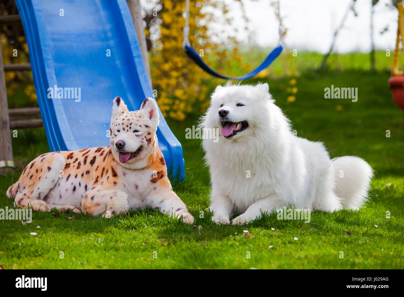Samoyed Hund neu lackiert auf Leopard und Tiger.  präparierte Hund. Hundesalon. Samoyed Hund Stockfoto