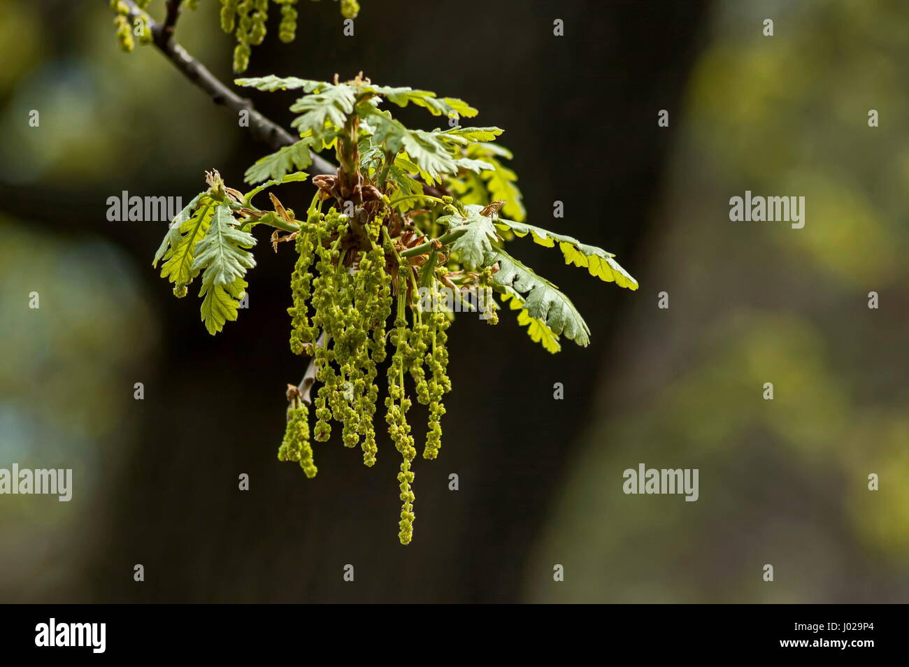 Eiche BaumZweig mit Feder cluster herabhängenden Blüten Blumen, Sofia