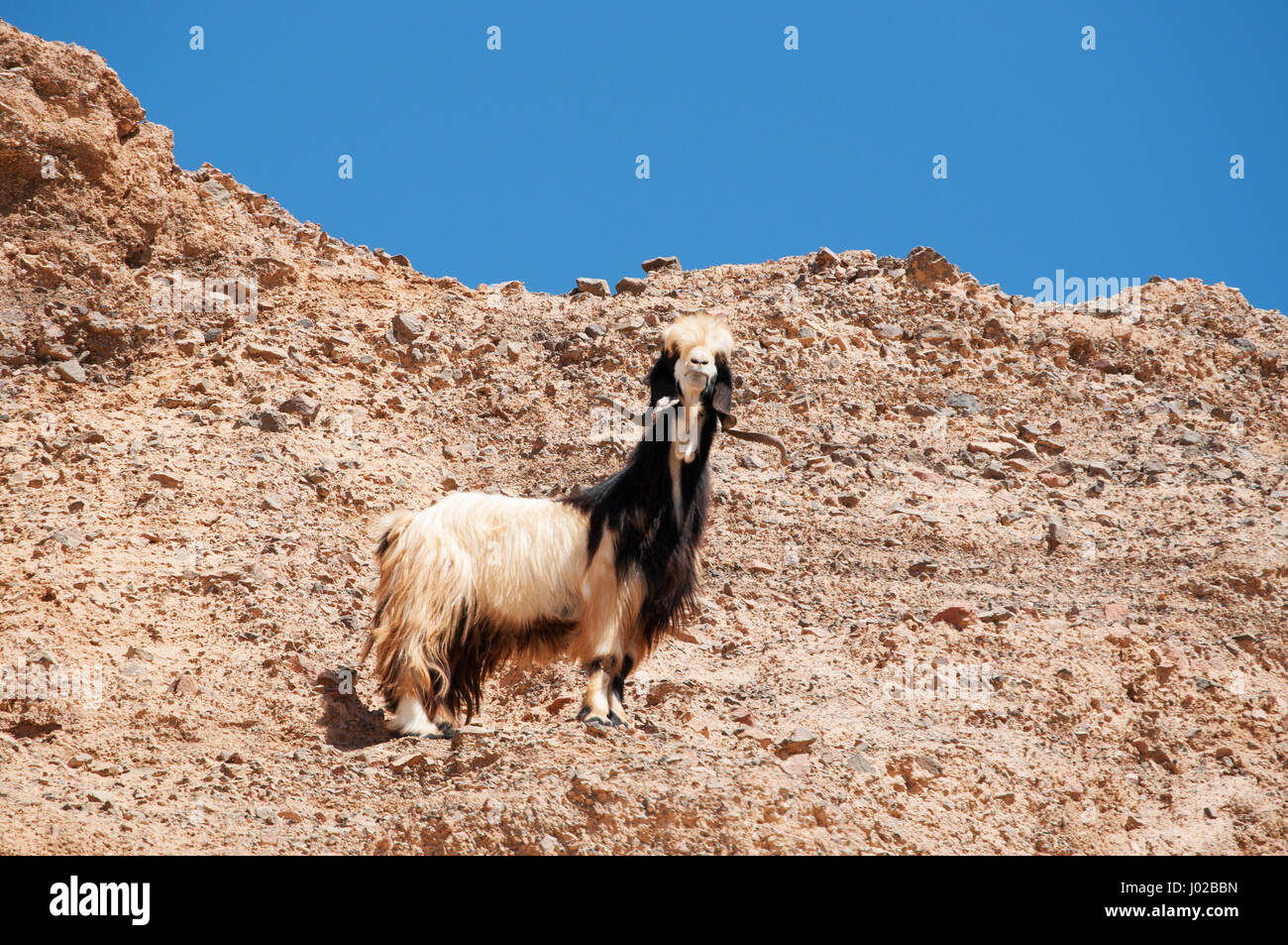 Jordanien: eine Ziege in der Wüstenlandschaft des Dana-Biosphären-Reservat, ein Schutzgebiet, das ist ein Schmelztiegel von Arten aus Europa, Afrika und Asien Stockfoto