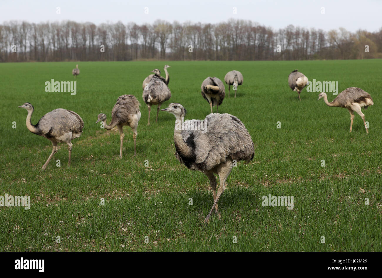 Utecht, Deutschland. 31. März 2017. Eine Gruppe von freilaufenden amerikanischen Nandus in einem Feld in Utecht, Deutschland, 31. März 2017. Die Tiere gehören zu Europas einzige wilde Bevölkerung von Nandus. Die Tiere sind durch den Winter in einem guten Zustand! Eine Umfrage am Ende des März gezählt 220 Tiere im Bundesland Mecklenburg-Vorpommern. Foto: Christian Charisius/Dpa/Alamy Live News Stockfoto