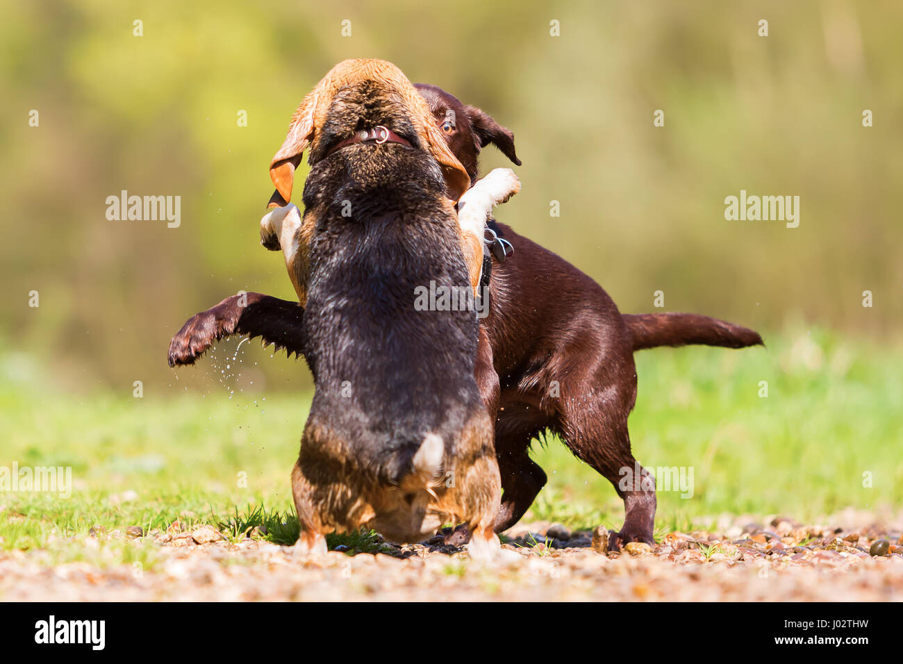 Labrador-Welpe und Beagle Hund scharrt im freien Stockfotografie - Alamy