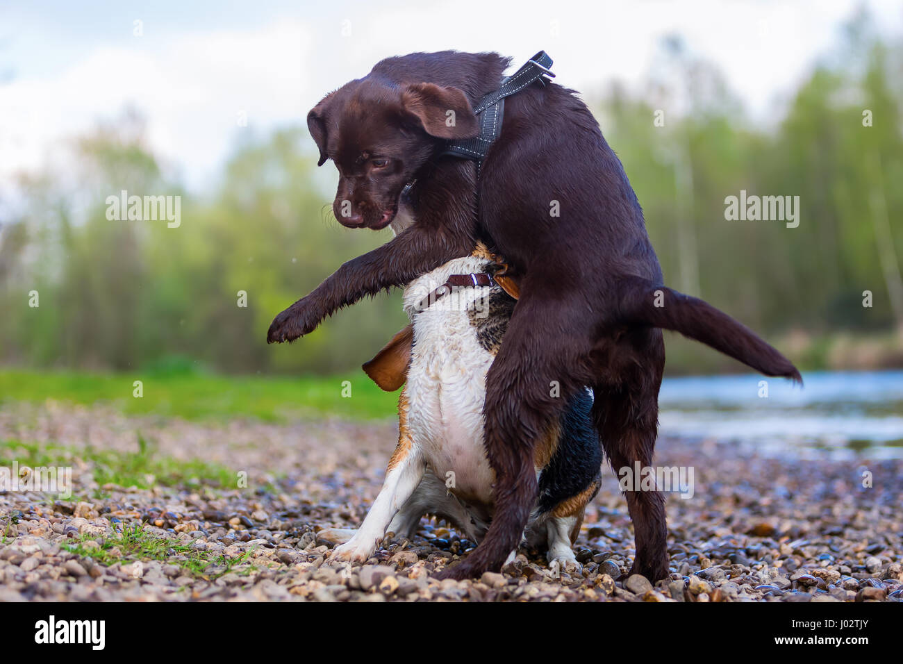 Labrador-Welpe und Beagle Hund scharrt im freien Stockfoto