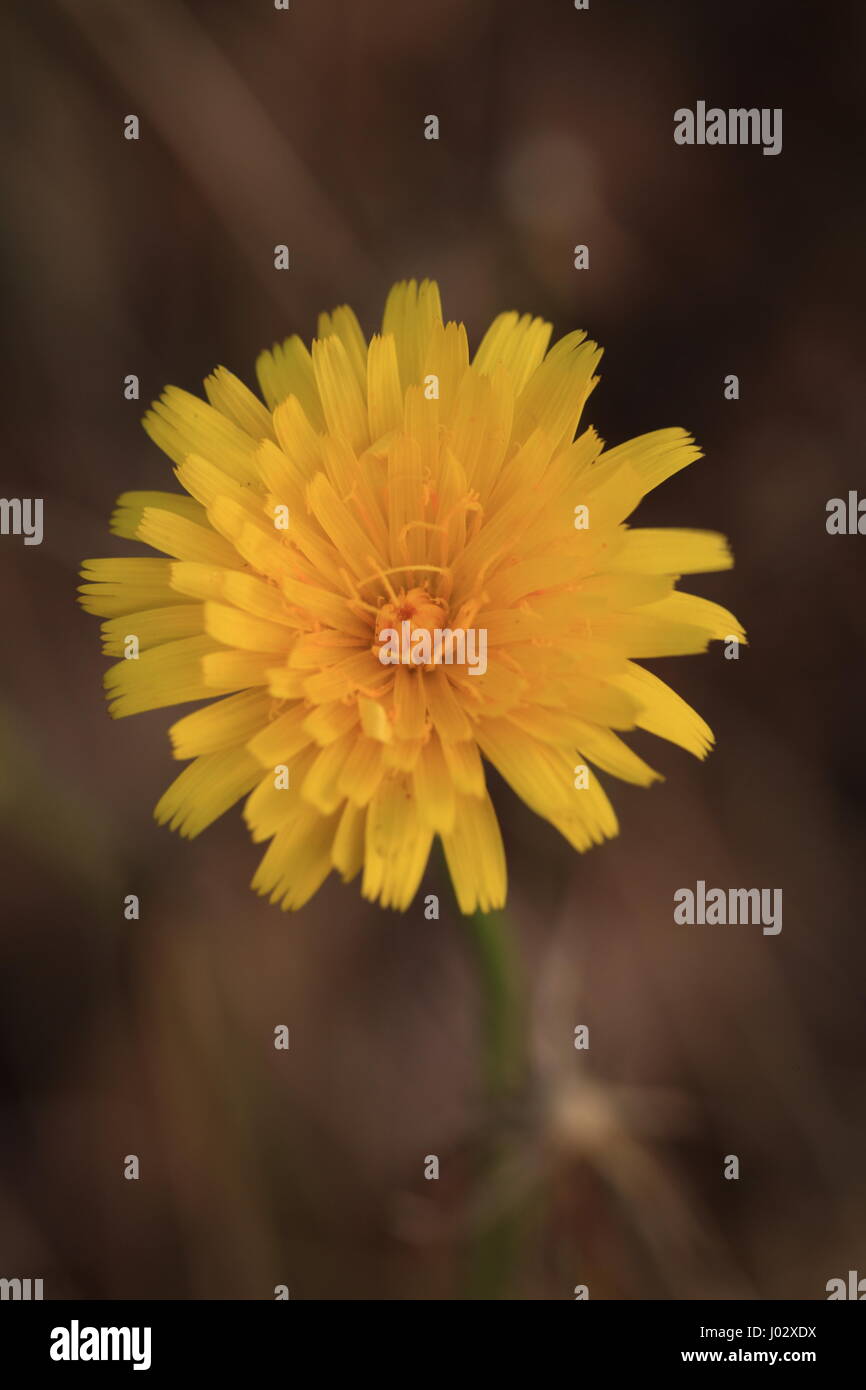 Freund oder Feind Stockfoto