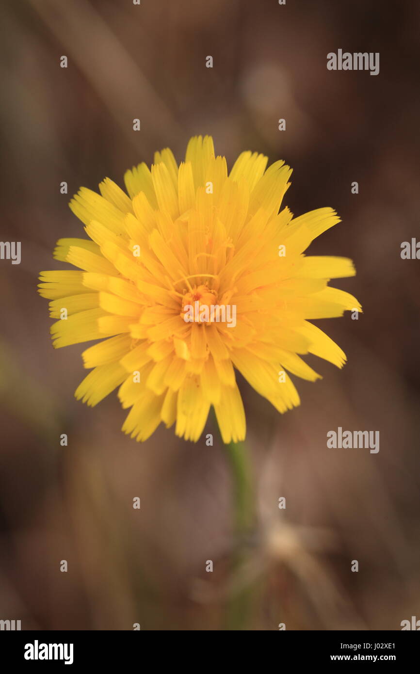 Freund oder Feind Stockfoto