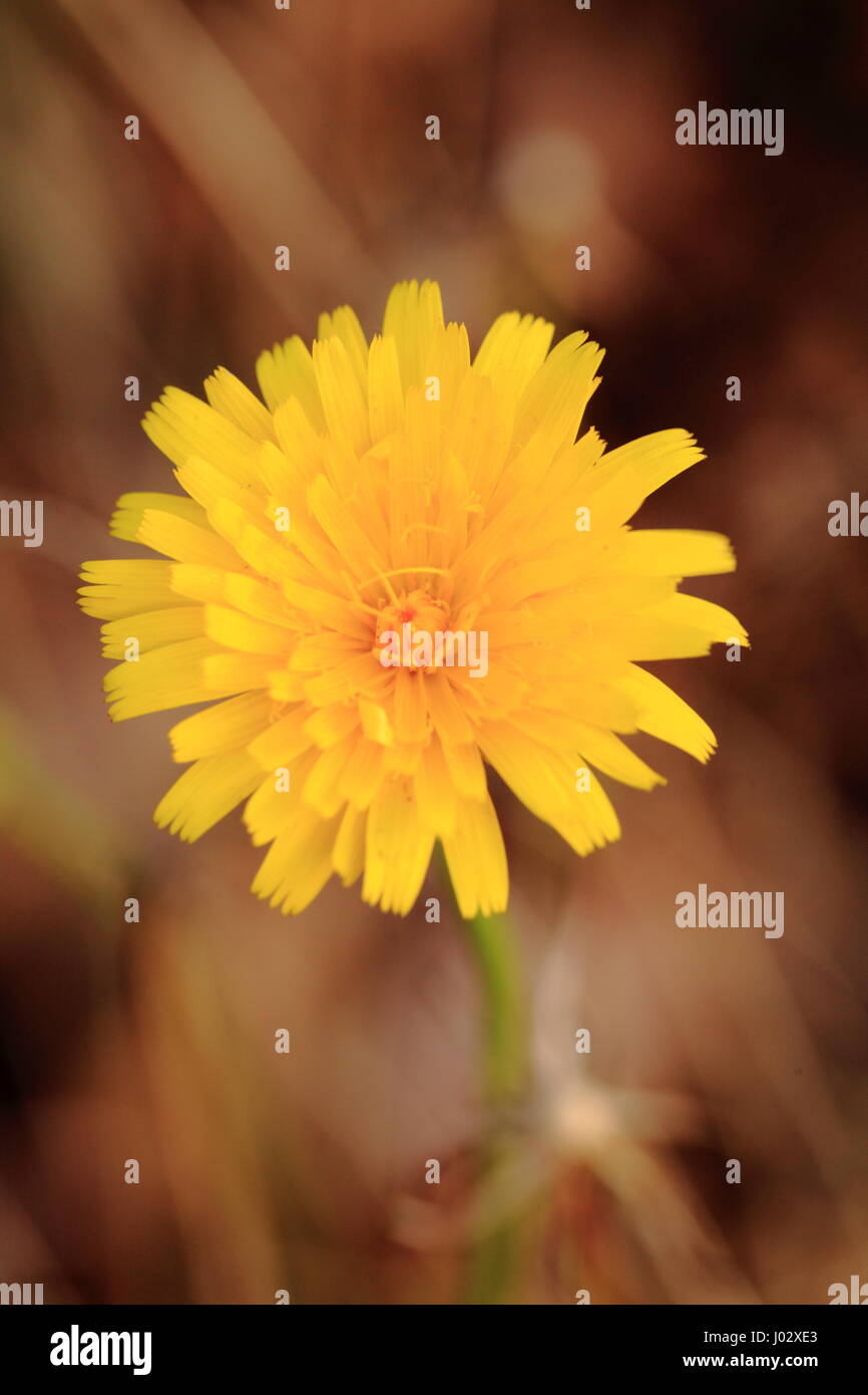 Freund oder Feind Stockfoto