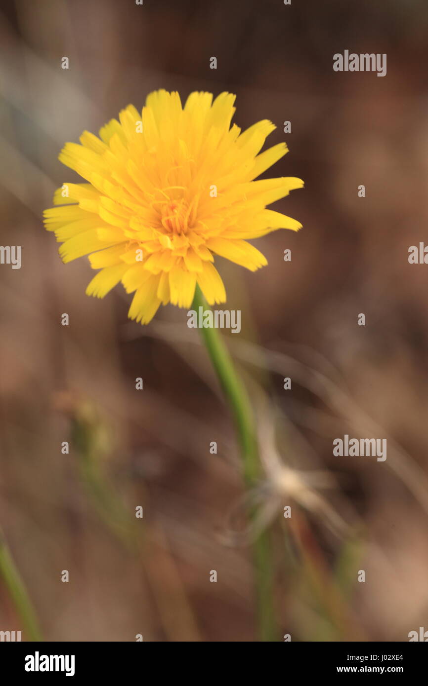 Freund oder Feind Stockfoto