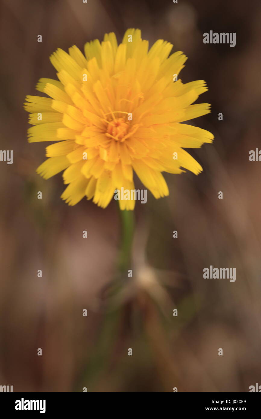 Freund oder Feind Stockfoto