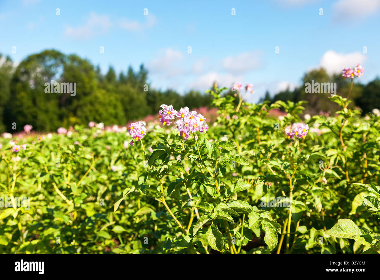 Kartoffelpflanzen mit Blumen auf der Plantage am sonnigen Sommertag Stockfoto