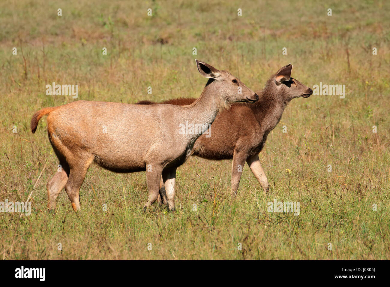 Zwei weibliche Sambar-Hirsch (Rusa unicolor), Kanha Nationalpark, Indien Stockfoto