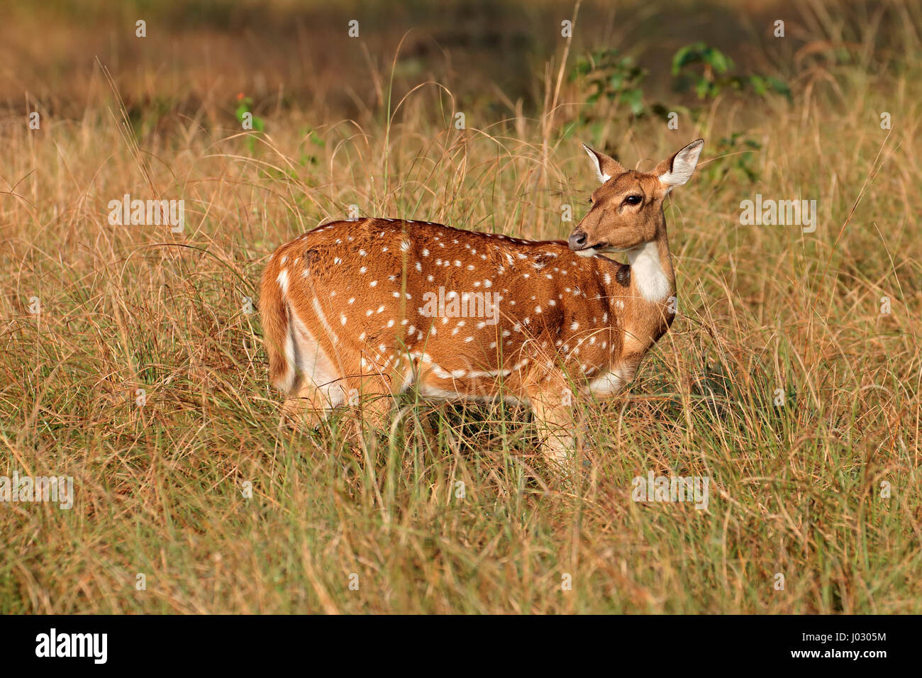 Weibchen entdeckt, Hirsch oder chital (Axis Axis), Kanha Nationalpark, Indien Stockfoto