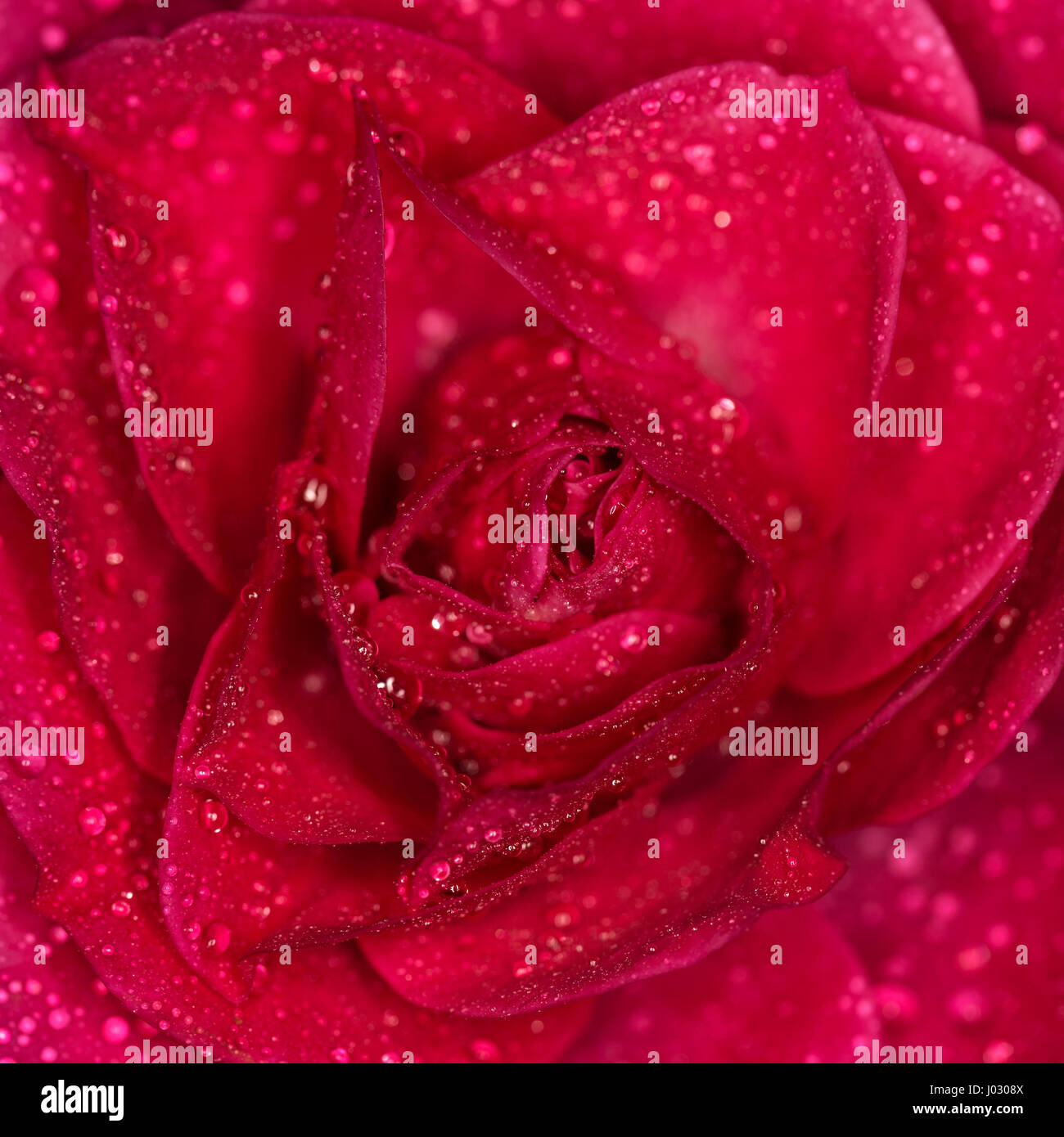 Rose Blume mit Tropfen des Wassers hautnah. Makro-Fotografie Stockfoto