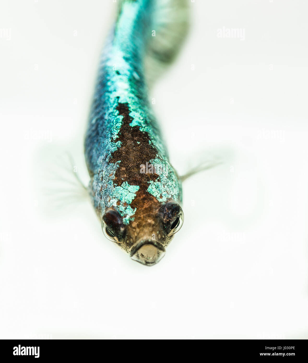 Junge Betta Splendens Weibchen Fisch Stockfoto