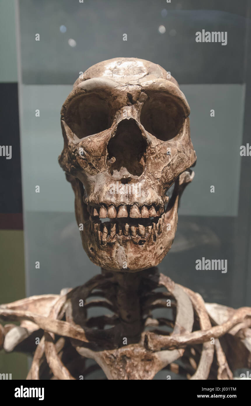 Neandertaler waren eine Art des archaischen Menschen der Gattung Homo, die vor etwa 40.000 Jahren ausgestorben sind. Stockfoto