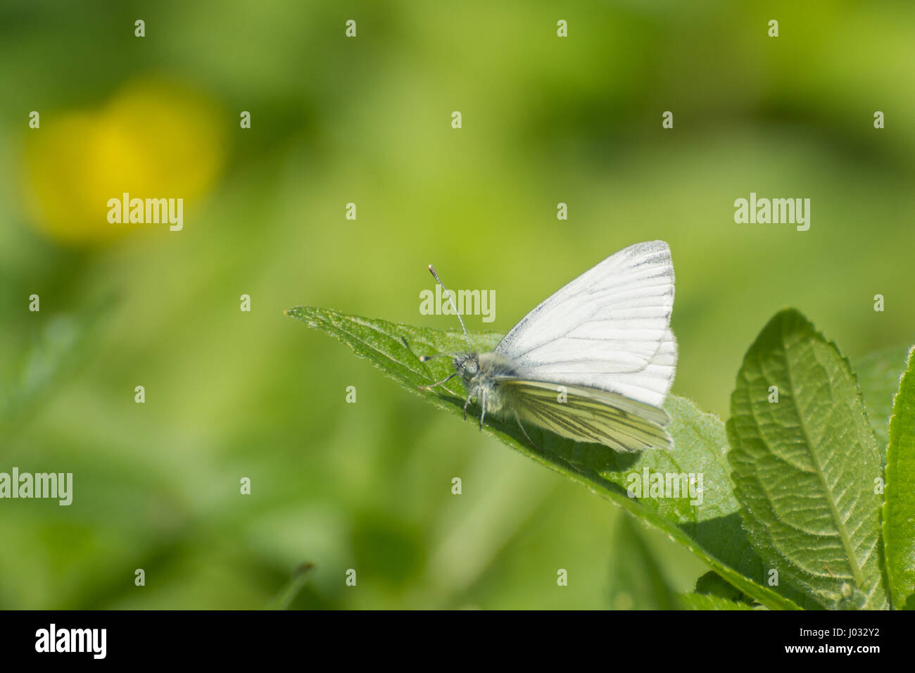 Grün-veined weiß Schmetterling (Pieris Napi) thront auf einem Blatt Stockfoto