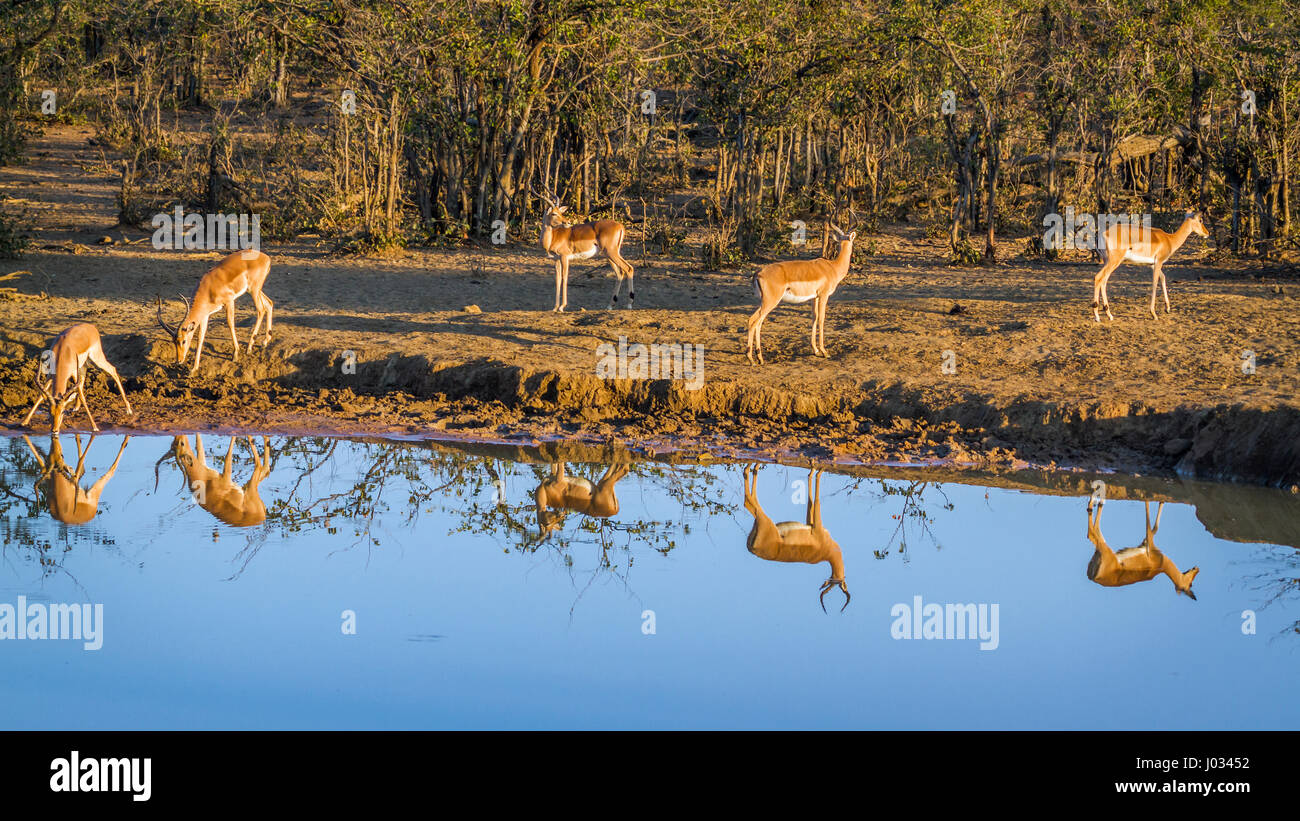 Gemeinsamen Impala im Krüger-Nationalpark, Südafrika; Specie Aepyceros Melampus Familie der Horntiere Stockfoto