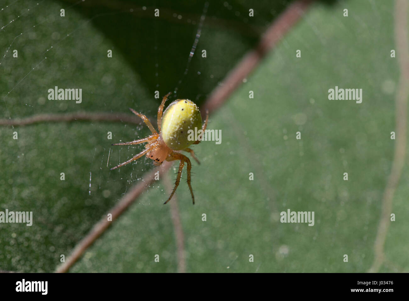 Große fette gelbe Spinne, ein anderes Insekt im Netz einen Hinterhalt  warten Stockfotografie - Alamy