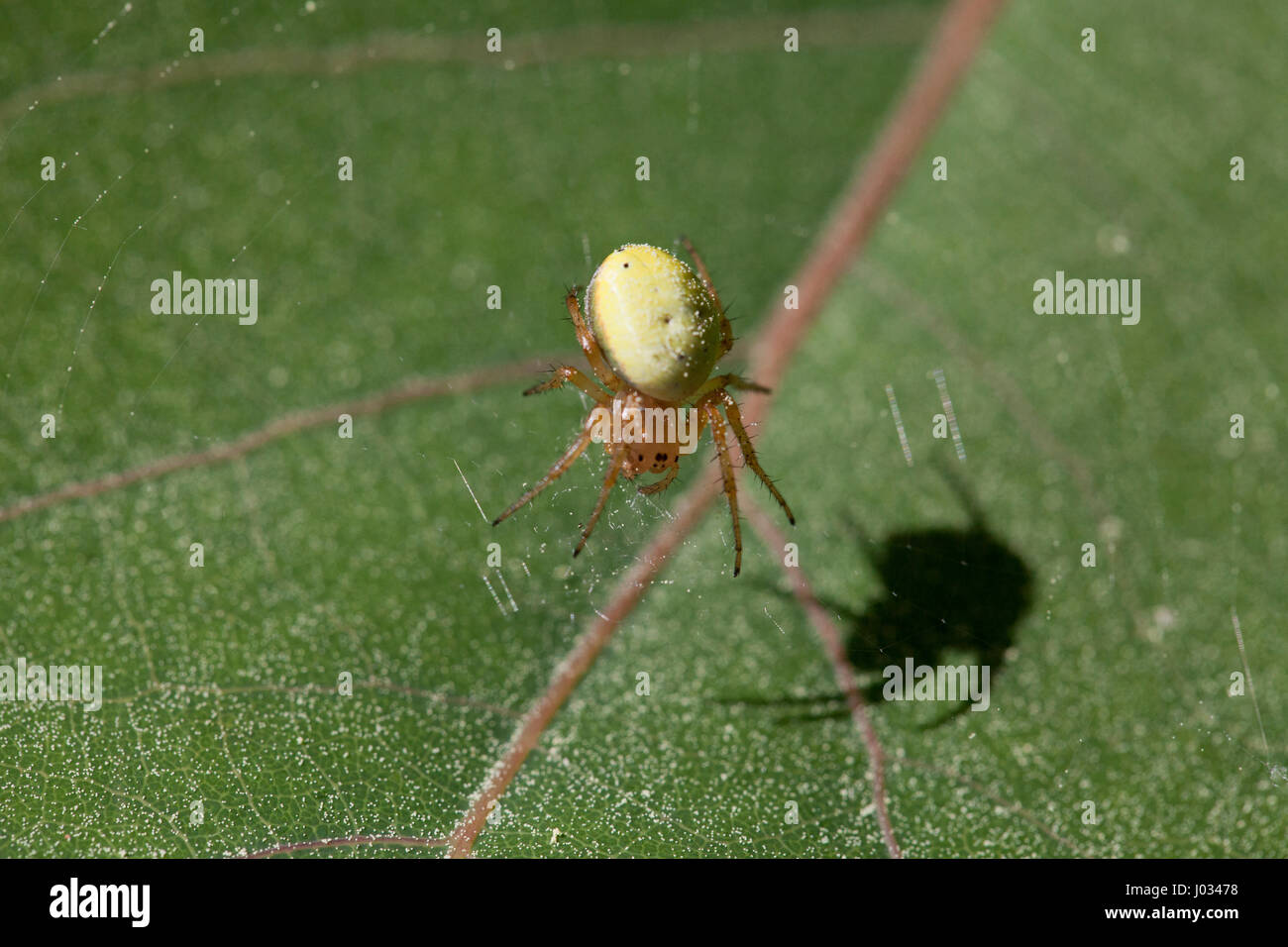 Spinnenbeine Schatten Makro Stockfotos und -bilder Kaufen - Alamy