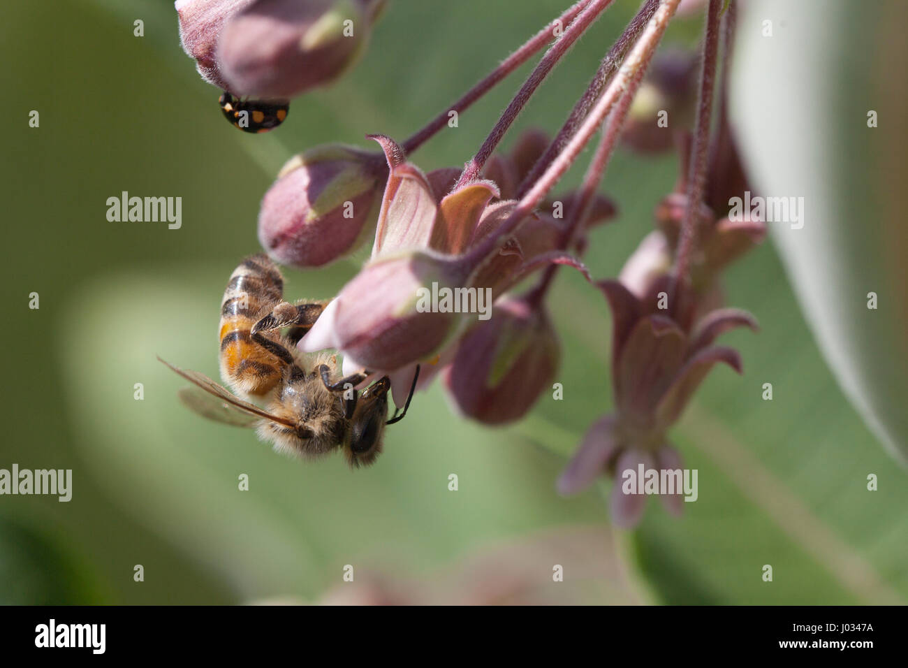Fleißige Biene auf Nahrungssuche in rosa Wildblumen in der Gesellschaft von einem Marienkäfer. Isoliert auf einem unscharfen Hintergrund. Stockfoto