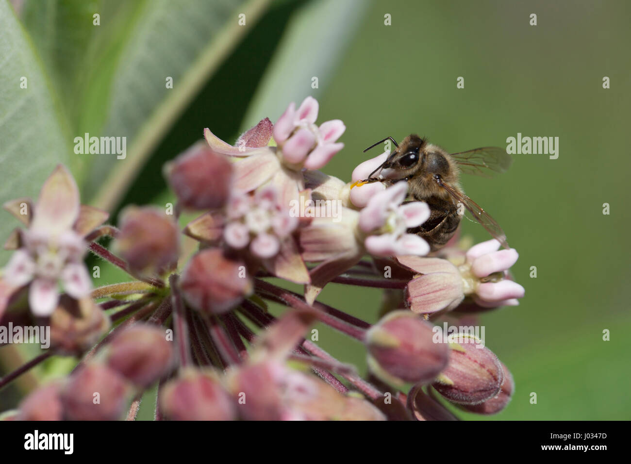 Fleißige Biene auf Nahrungssuche in rosa Wildblumen auf einem unscharfen Hintergrund isoliert Stockfoto