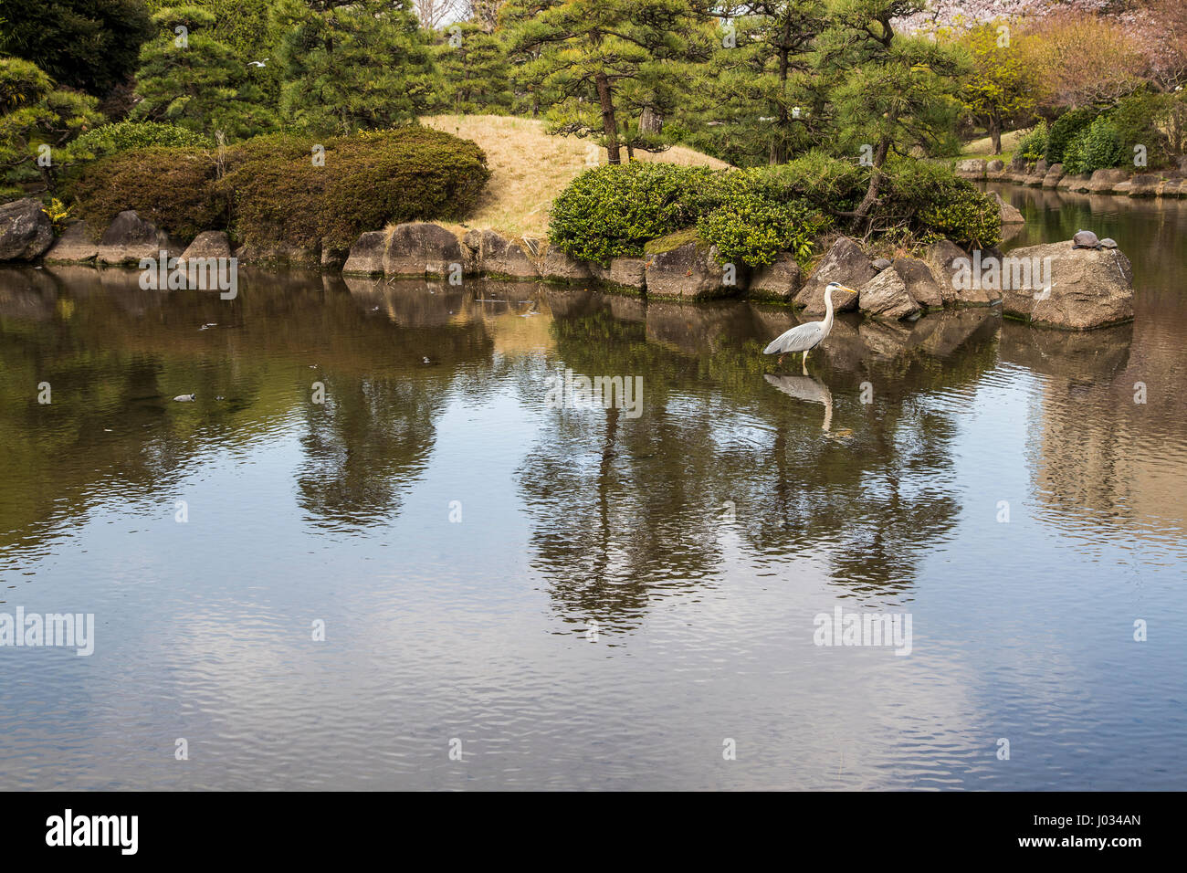 Sumida Park japanischen Teich Garten - Sumida Park gehört zu den besten 100 Sakura-Spots in Japan mit mehr als eintausend 1000 Kirschbäume auf Bot gepflanzt Stockfoto