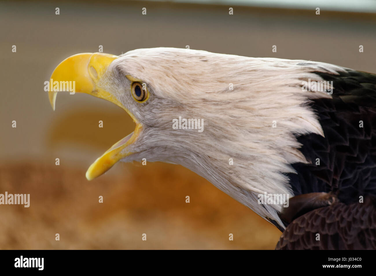 Der Steinadler ist eines der bekanntesten Birds Of Prey in der nördlichen Hemisphäre. Es ist die am weitesten verbreitete Art des Adlers. Stockfoto