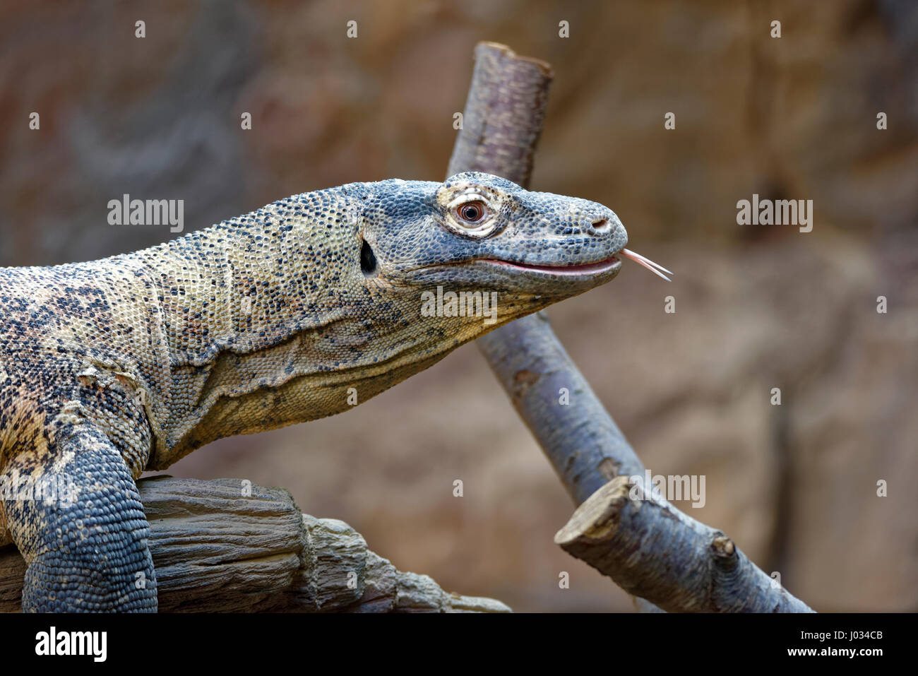 Der Komodowaran, auch bekannt als die Komodo-Monitor, ist eine große Art von Eidechse gefunden in den indonesischen Inseln Komodo, Rinca, Flores, Gili Motan Stockfoto