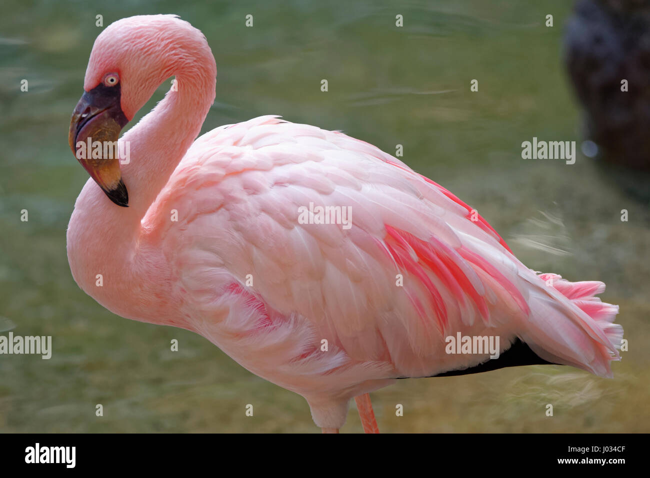 Flamingos sind Watvögel. Es gibt nur vier Arten von Flamingos auf dem amerikanischen Kontinent und zwei in der alten Welt. Stockfoto