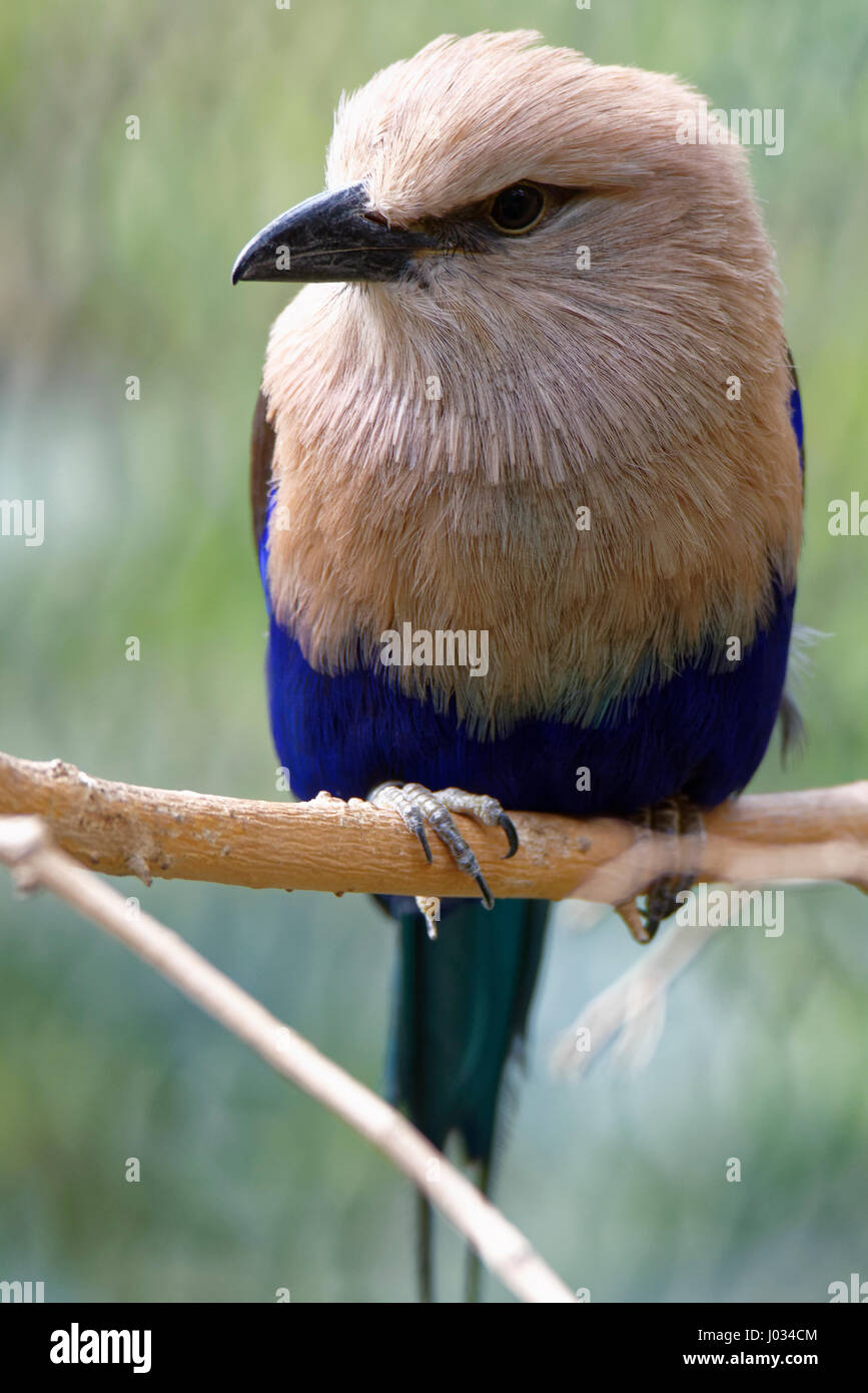 "Blau-bellied Roller, Coracias Cyanogaster in der Natur Lebensraum. Wildvogel Form Senegal in Afrika. Stockfoto