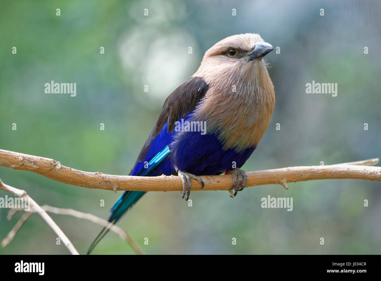 "Blau-bellied Roller, Coracias Cyanogaster in der Natur Lebensraum. Wildvogel Form Senegal in Afrika. Stockfoto