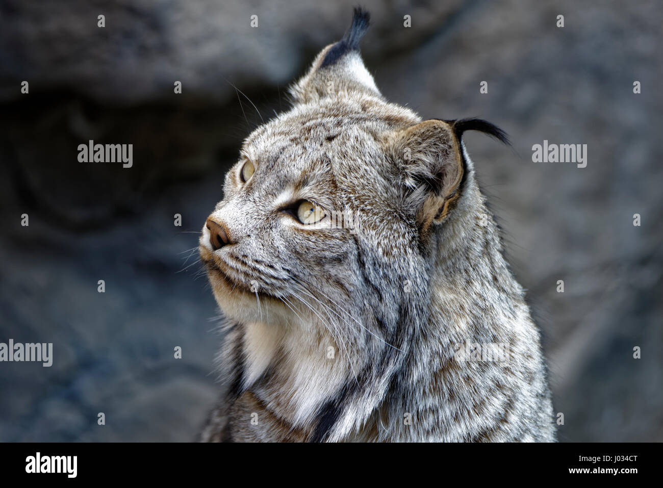 kanada-luchs-lynx-canadensis-oder-kanadische-luchs-ist-eine