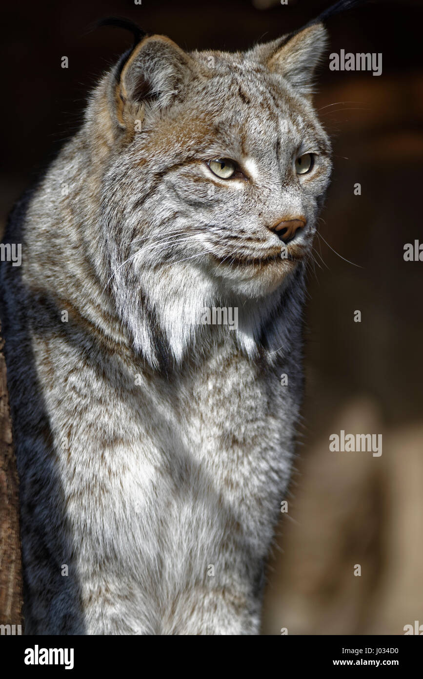 kanada-lynx-lynx-canadensis-fotos-und-bildmaterial-in-hoher-aufl-sung